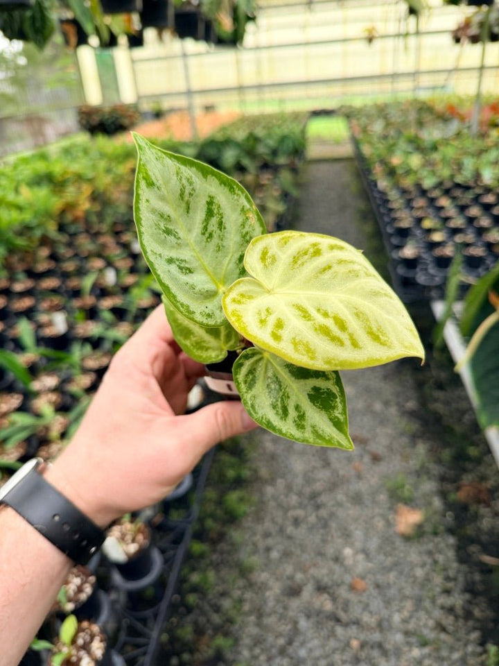 Handpicked 142 - Anthurium Crystallinum Dorayaki Silver Blush | Uprooted