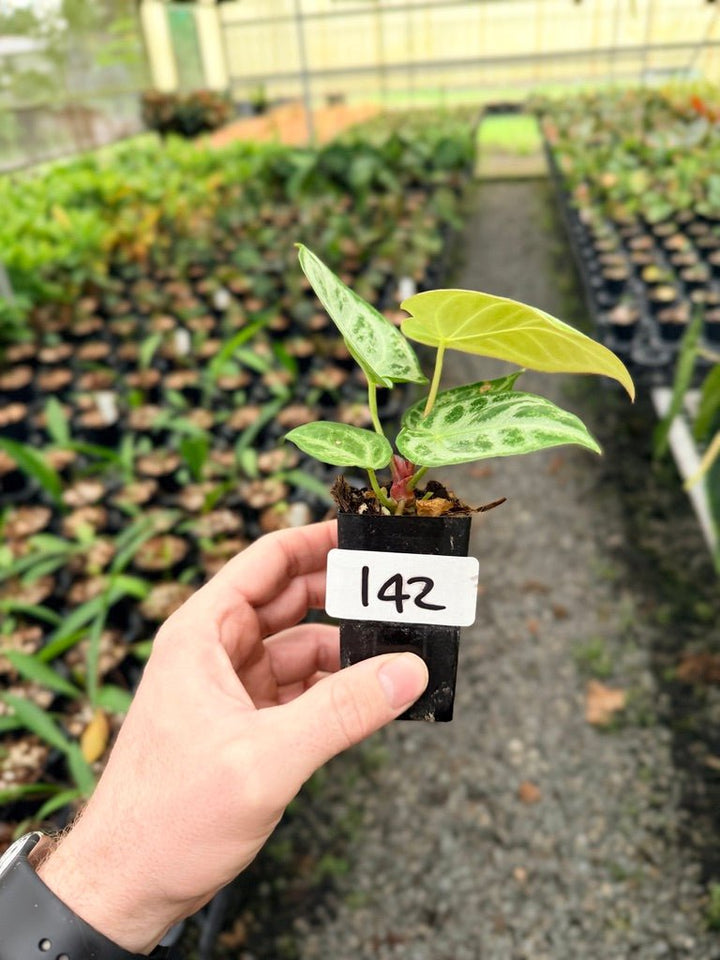 Handpicked 142 - Anthurium Crystallinum Dorayaki Silver Blush | Uprooted