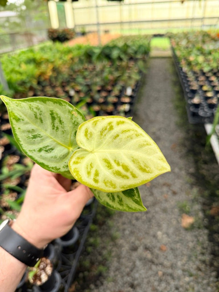 Handpicked 142 - Anthurium Crystallinum Dorayaki Silver Blush | Uprooted