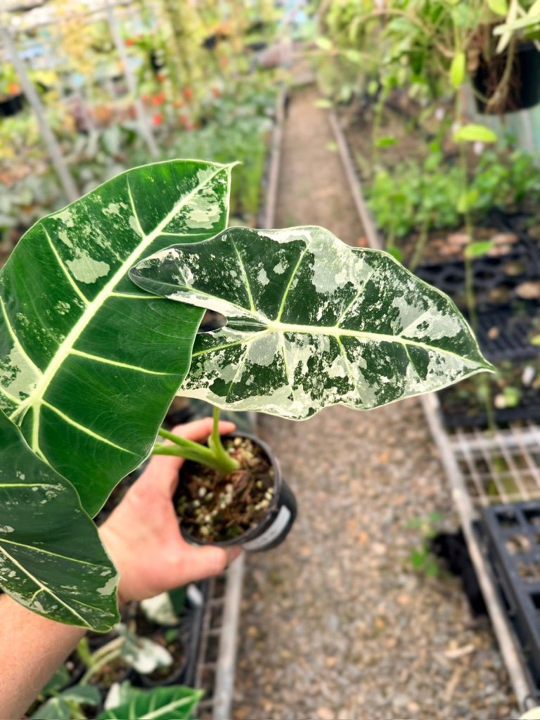 Handpicked 143 - Alocasia Micholitziana Frydek | Uprooted
