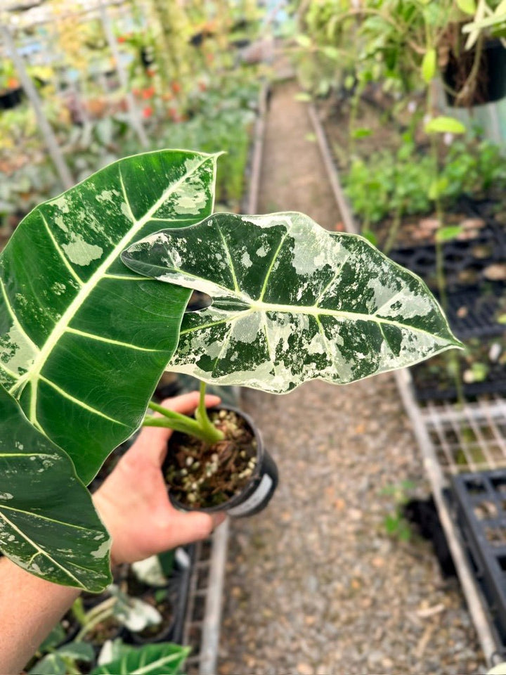Handpicked 143 - Alocasia Micholitziana Frydek | Uprooted