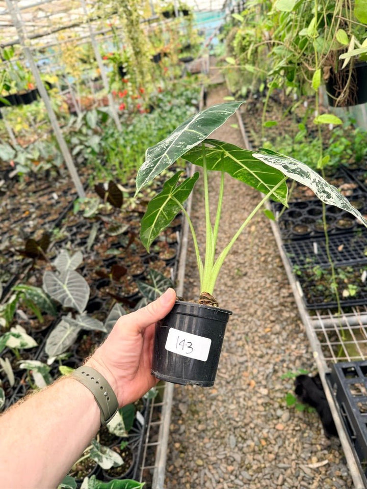 Handpicked 143 - Alocasia Micholitziana Frydek | Uprooted