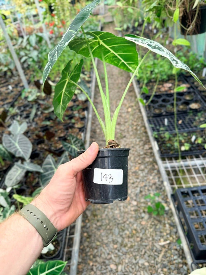 Handpicked 143 - Alocasia Micholitziana Frydek | Uprooted