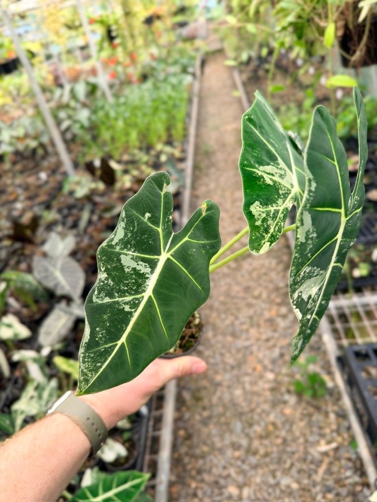 Handpicked 143 - Alocasia Micholitziana Frydek | Uprooted
