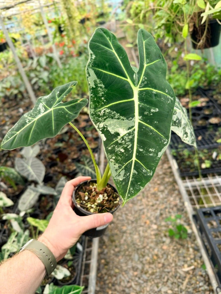 Handpicked 143 - Alocasia Micholitziana Frydek | Uprooted
