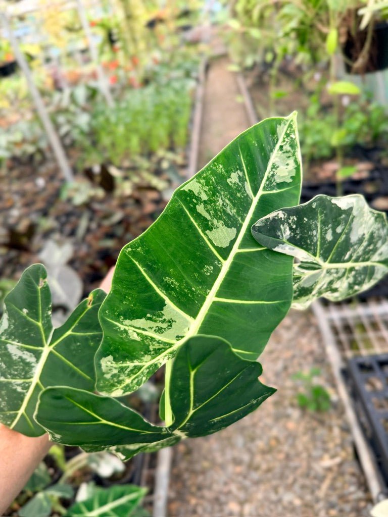 Handpicked 143 - Alocasia Micholitziana Frydek | Uprooted