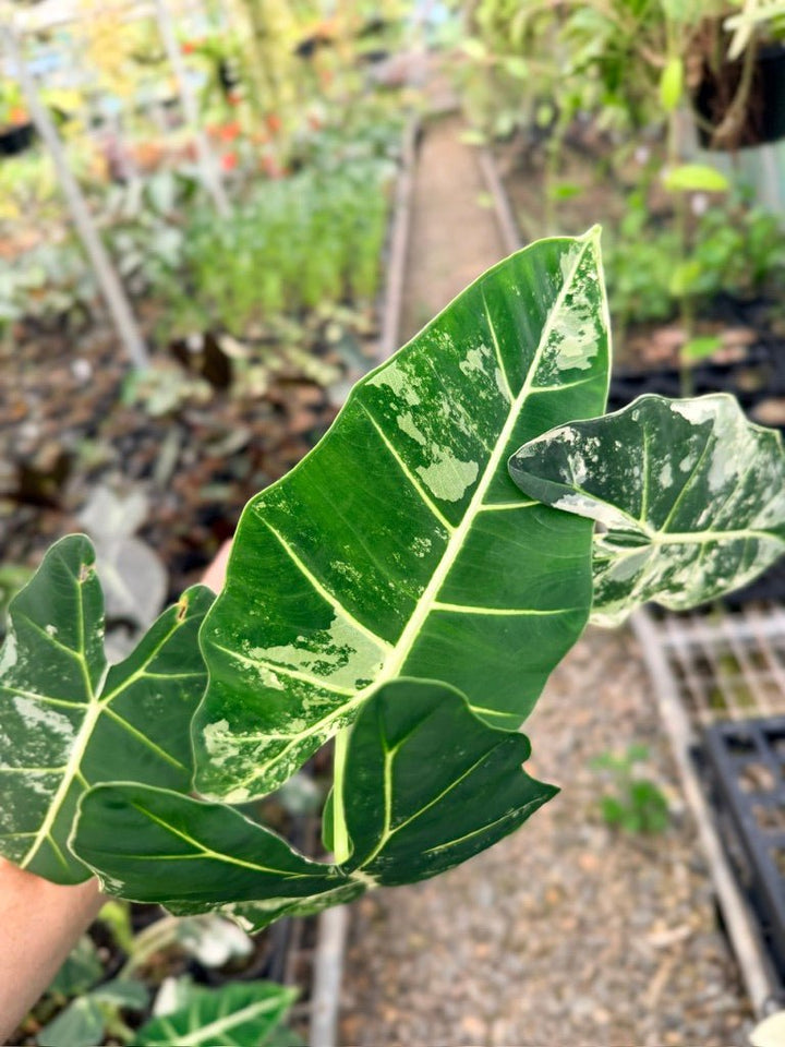 Handpicked 143 - Alocasia Micholitziana Frydek | Uprooted