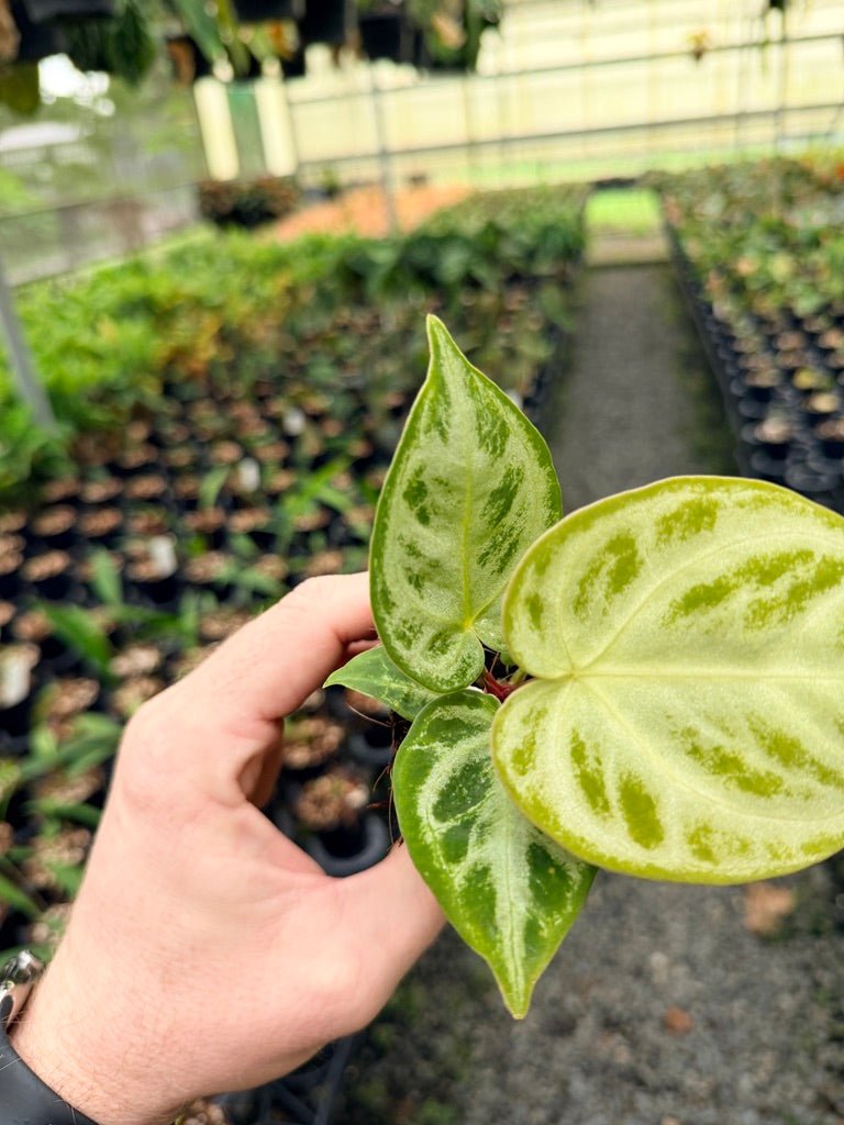 Handpicked 143 - Anthurium Crystallinum Dorayaki Silver Blush | Uprooted