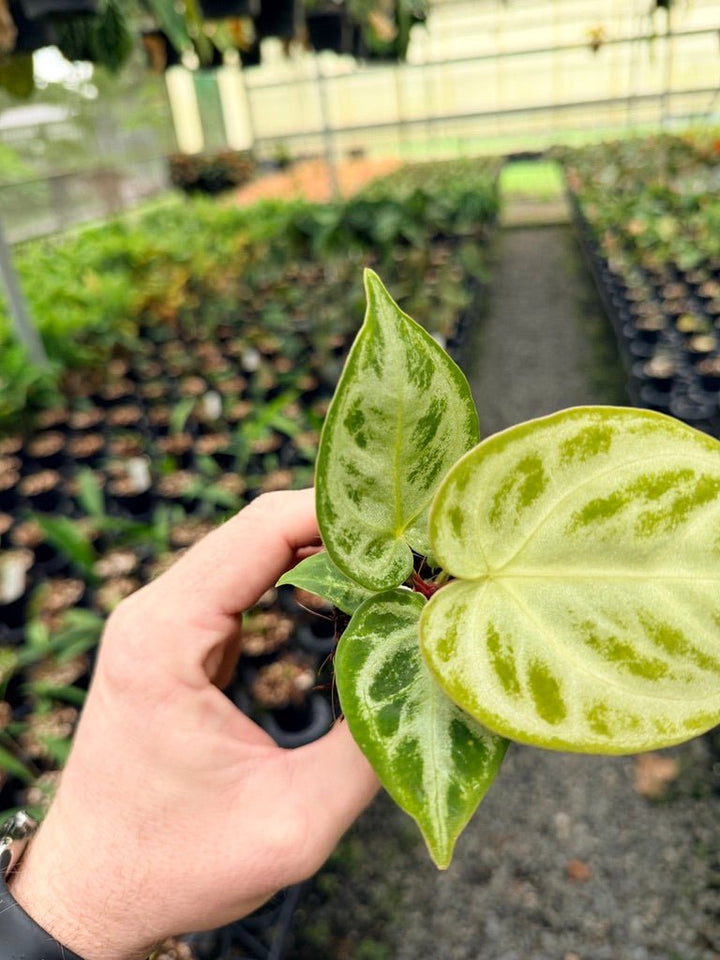 Handpicked 143 - Anthurium Crystallinum Dorayaki Silver Blush | Uprooted