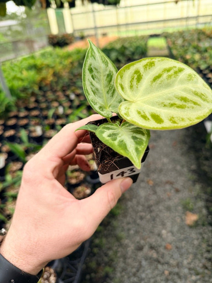 Handpicked 143 - Anthurium Crystallinum Dorayaki Silver Blush | Uprooted