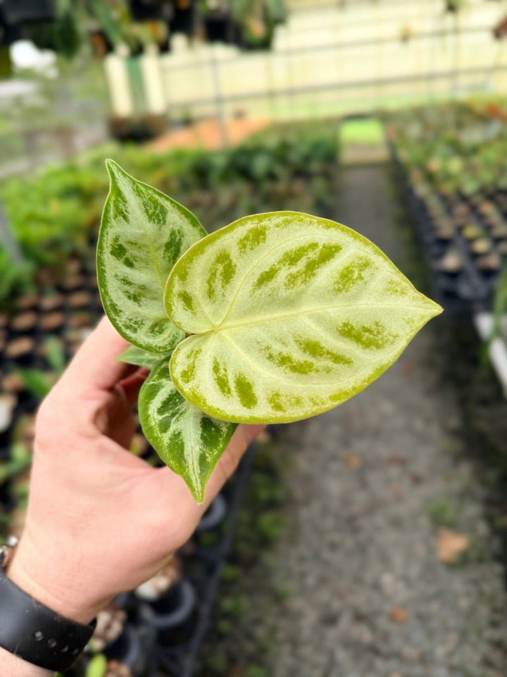 Handpicked 143 - Anthurium Crystallinum Dorayaki Silver Blush | Uprooted