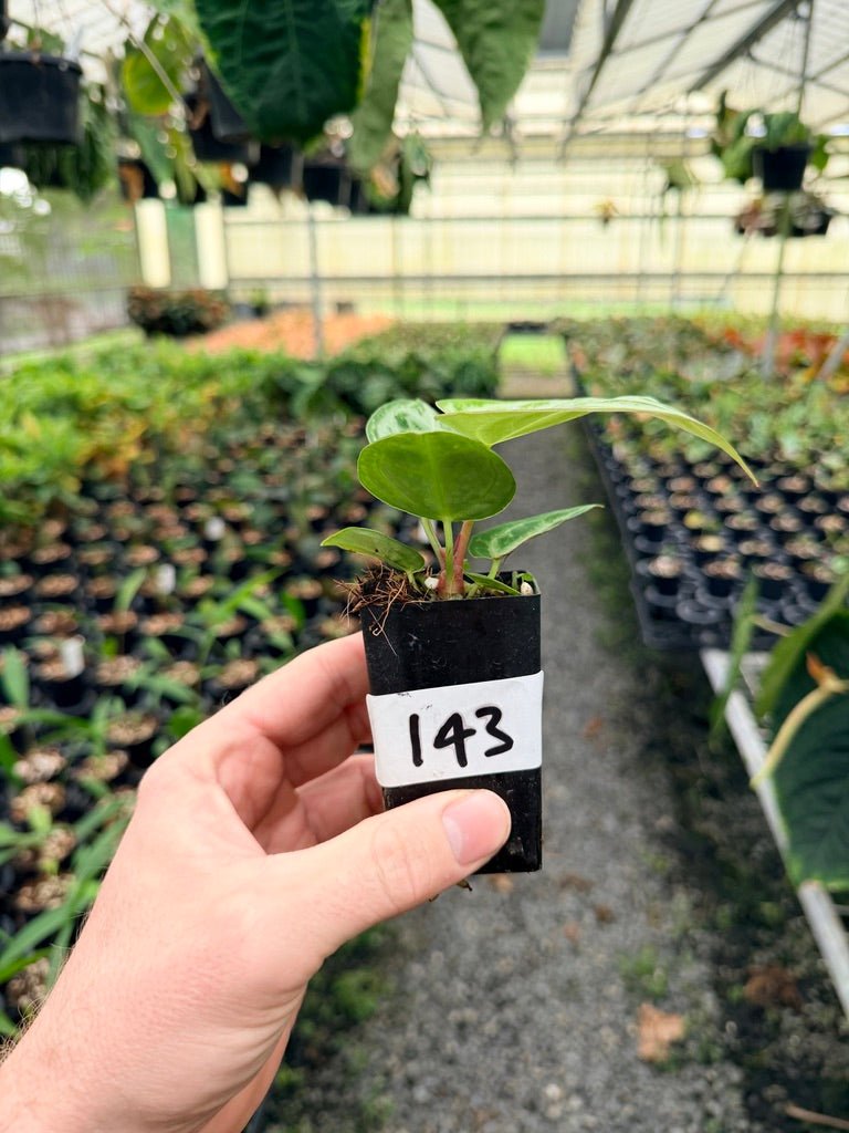 Handpicked 143 - Anthurium Crystallinum Dorayaki Silver Blush | Uprooted