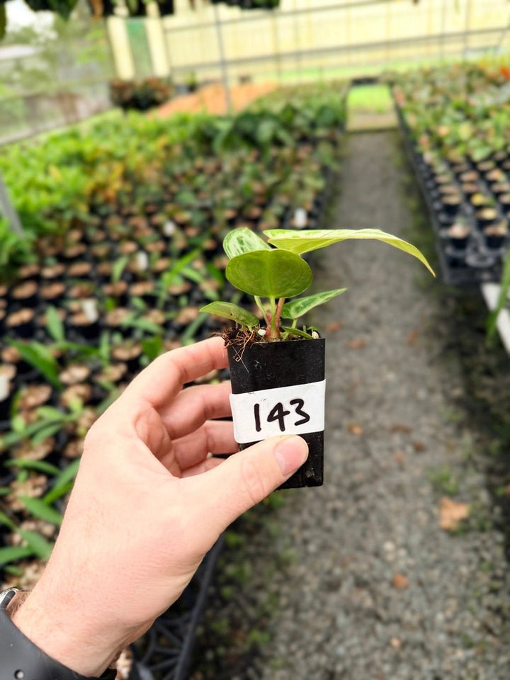 Handpicked 143 - Anthurium Crystallinum Dorayaki Silver Blush | Uprooted