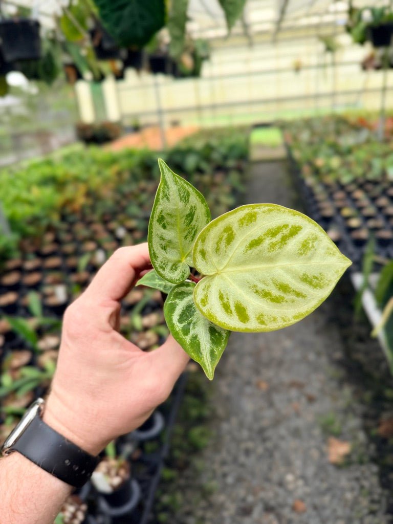Handpicked 143 - Anthurium Crystallinum Dorayaki Silver Blush | Uprooted