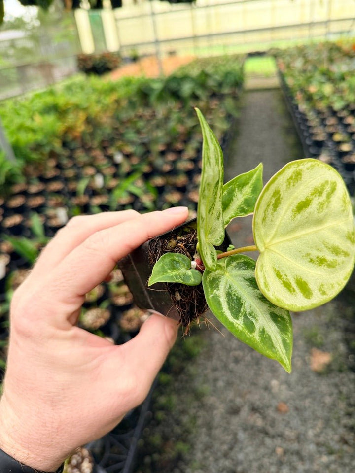 Handpicked 143 - Anthurium Crystallinum Dorayaki Silver Blush | Uprooted