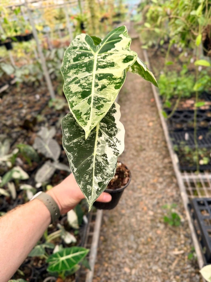 Handpicked 144 - Alocasia Micholitziana Frydek | Uprooted