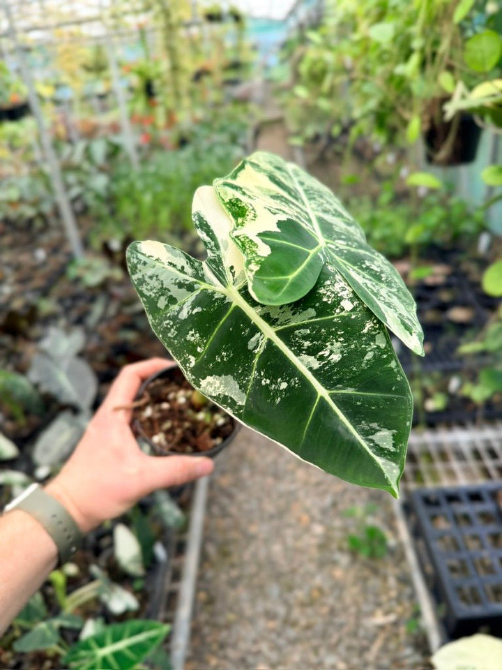 Handpicked 144 - Alocasia Micholitziana Frydek | Uprooted