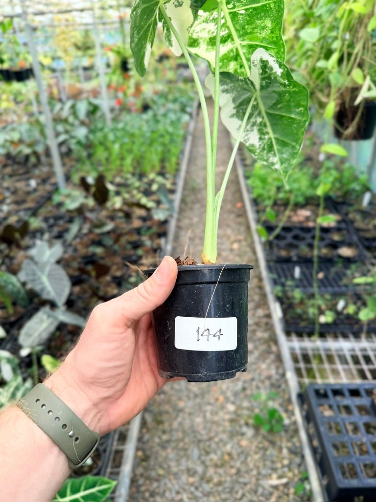 Handpicked 144 - Alocasia Micholitziana Frydek | Uprooted