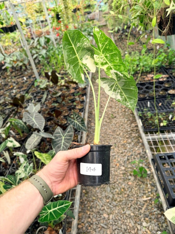 Handpicked 144 - Alocasia Micholitziana Frydek | Uprooted