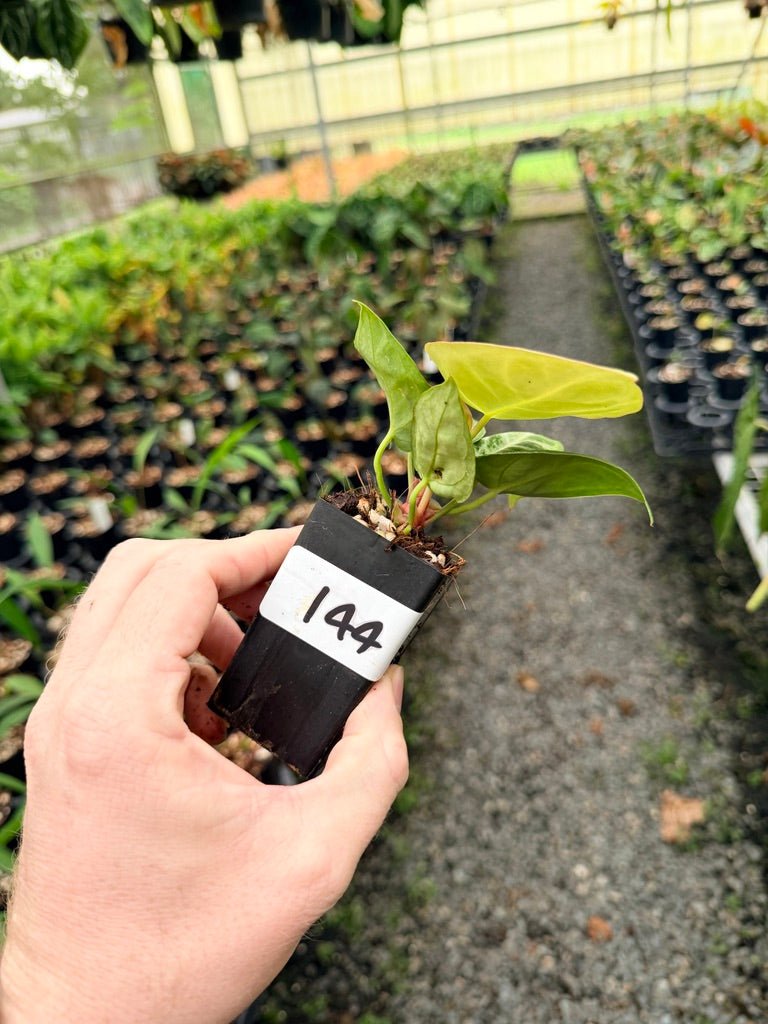 Handpicked 144 - Anthurium Crystallinum Dorayaki Silver Blush | Uprooted