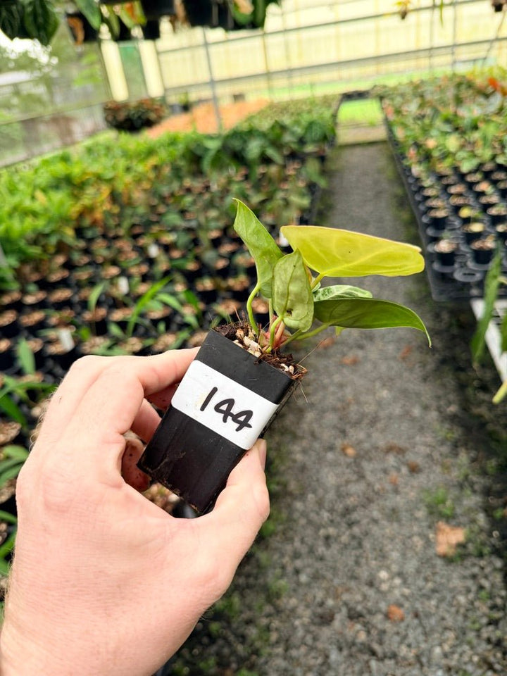 Handpicked 144 - Anthurium Crystallinum Dorayaki Silver Blush | Uprooted
