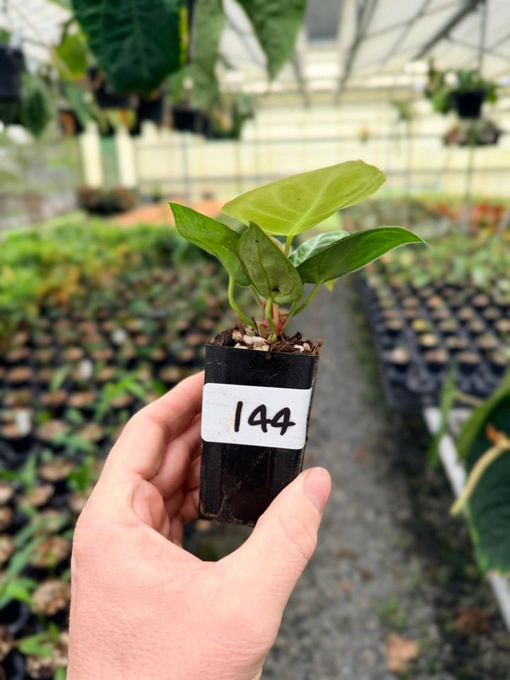 Handpicked 144 - Anthurium Crystallinum Dorayaki Silver Blush | Uprooted