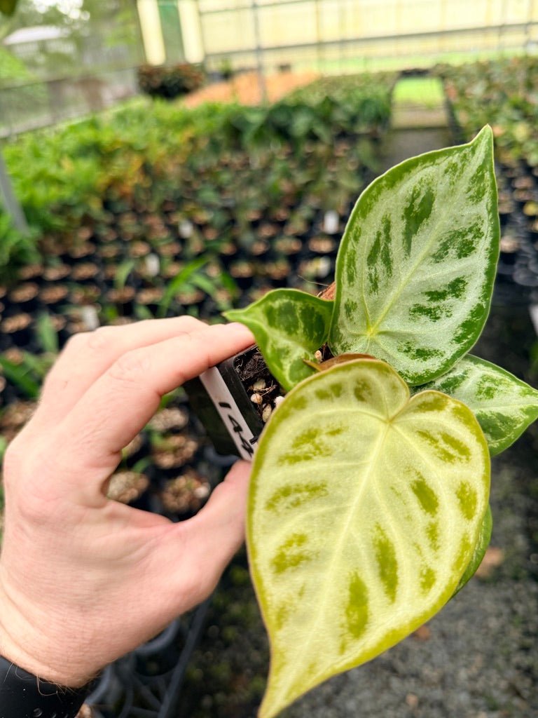 Handpicked 144 - Anthurium Crystallinum Dorayaki Silver Blush | Uprooted