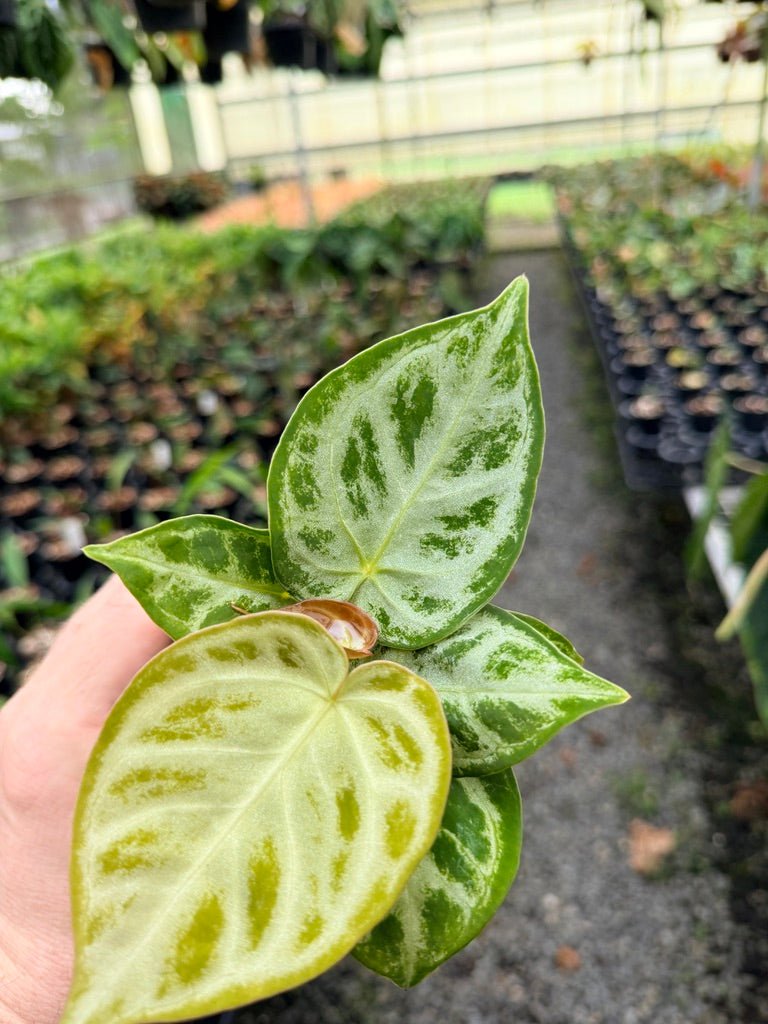 Handpicked 144 - Anthurium Crystallinum Dorayaki Silver Blush | Uprooted