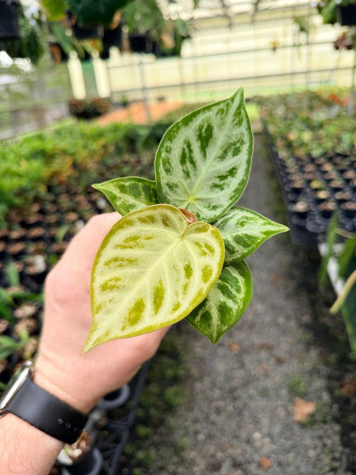 Handpicked 144 - Anthurium Crystallinum Dorayaki Silver Blush | Uprooted