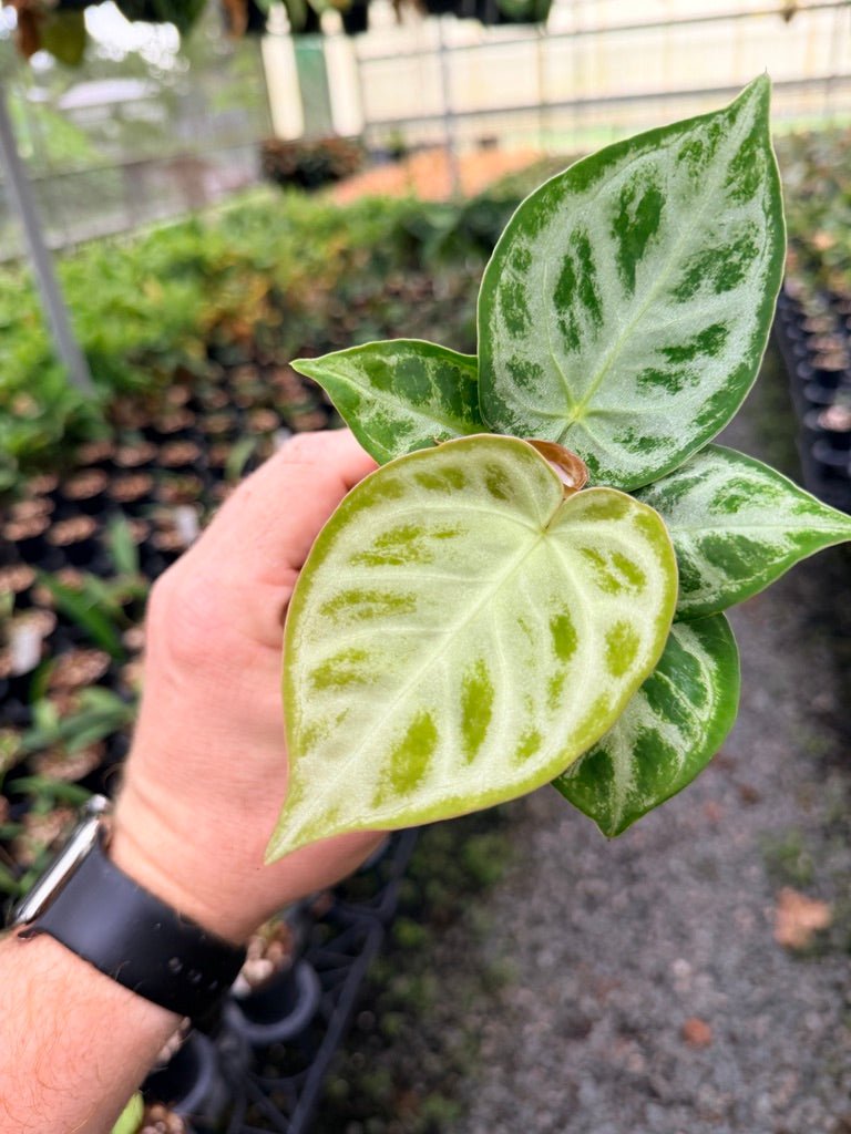 Handpicked 144 - Anthurium Crystallinum Dorayaki Silver Blush | Uprooted