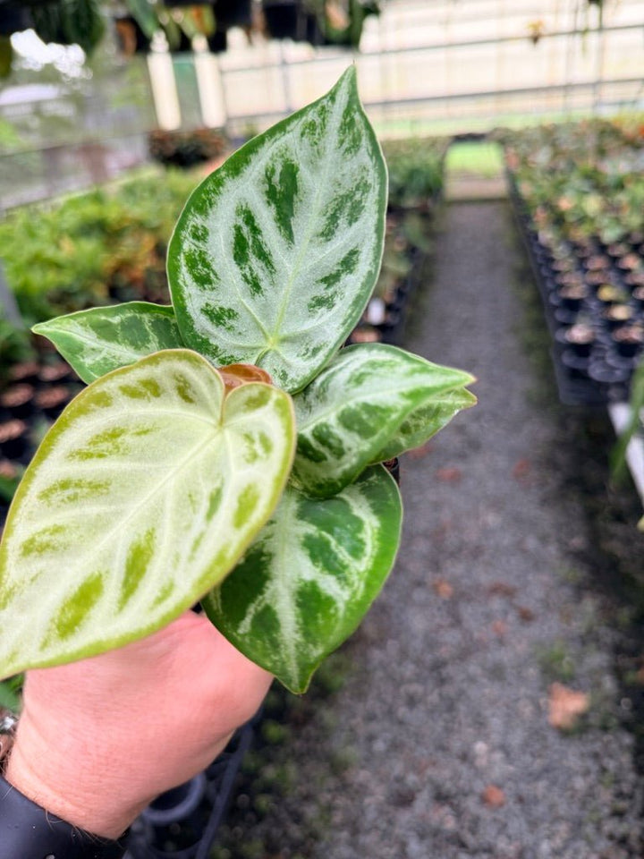 Handpicked 144 - Anthurium Crystallinum Dorayaki Silver Blush | Uprooted