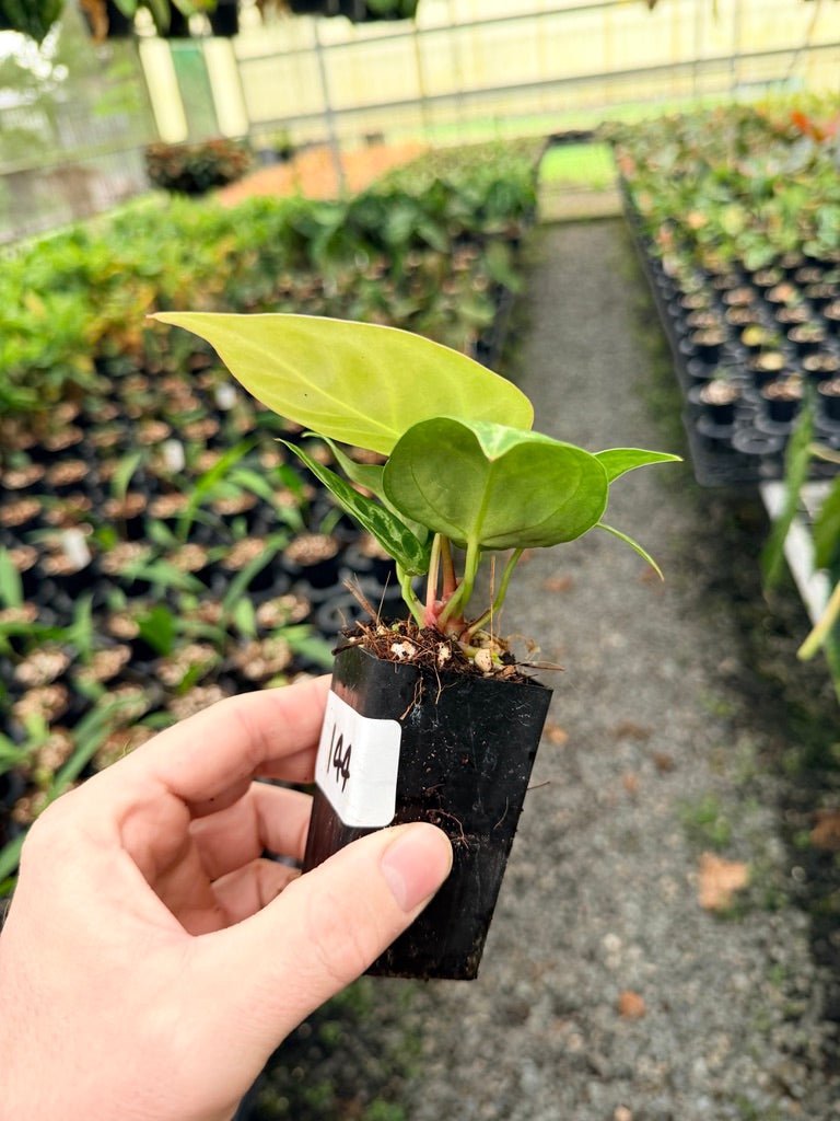 Handpicked 144 - Anthurium Crystallinum Dorayaki Silver Blush | Uprooted