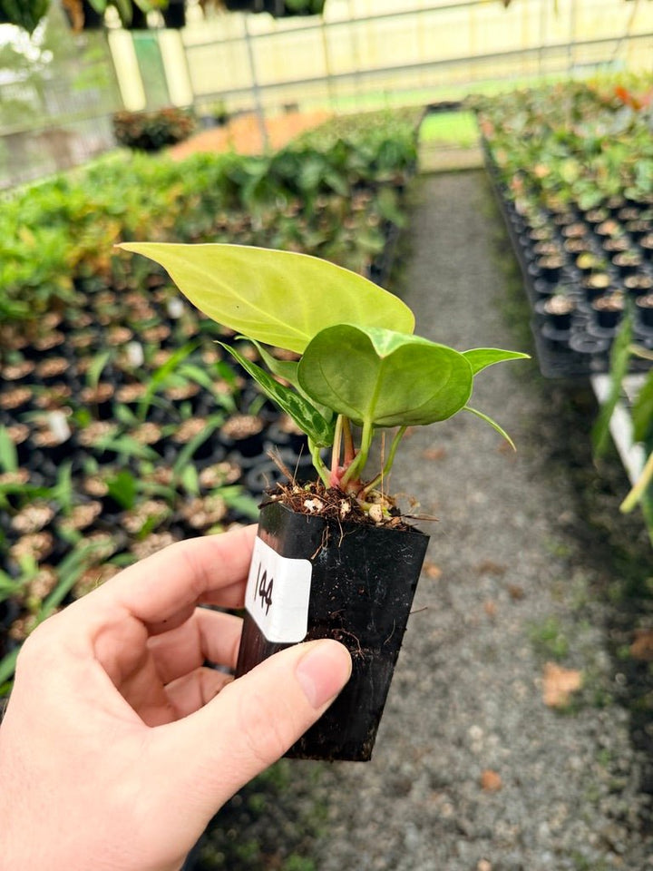 Handpicked 144 - Anthurium Crystallinum Dorayaki Silver Blush | Uprooted