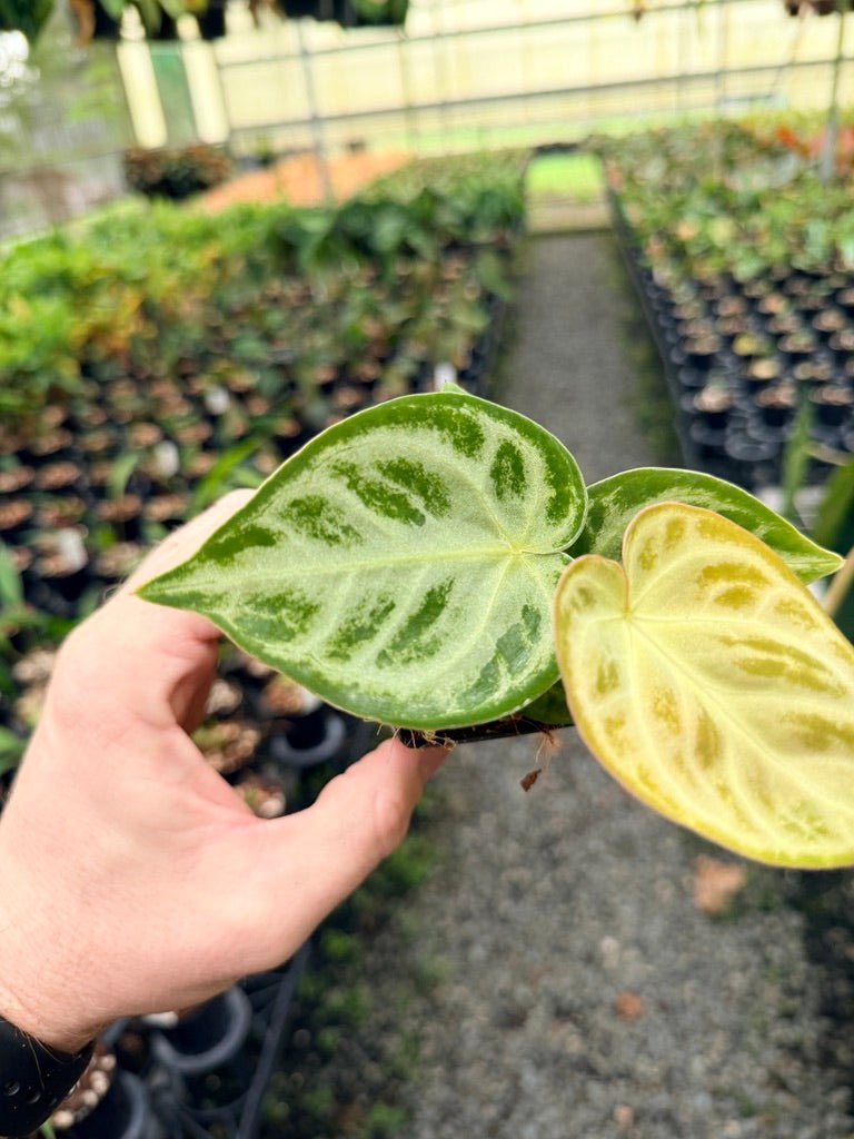 Handpicked 145 - Anthurium Crystallinum Dorayaki Silver Blush | Uprooted