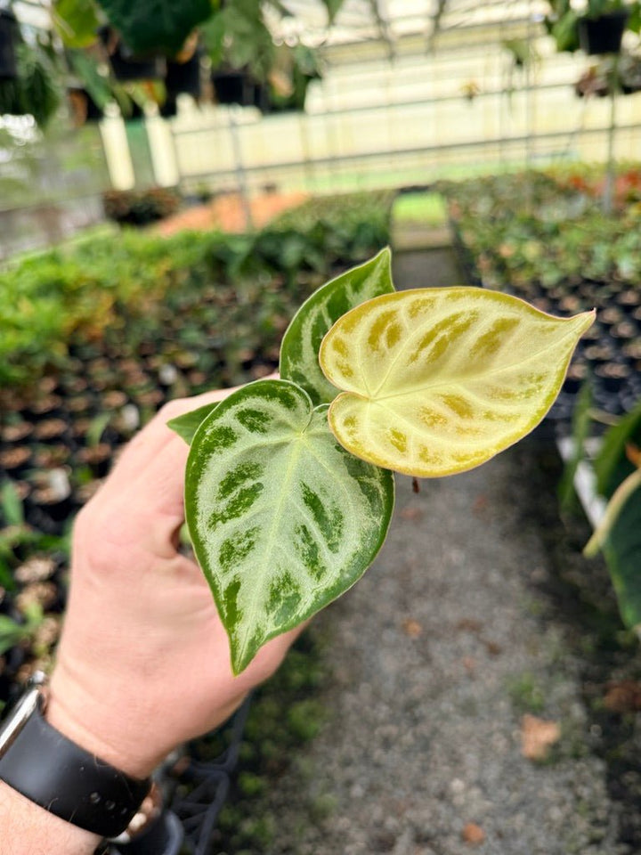 Handpicked 145 - Anthurium Crystallinum Dorayaki Silver Blush | Uprooted