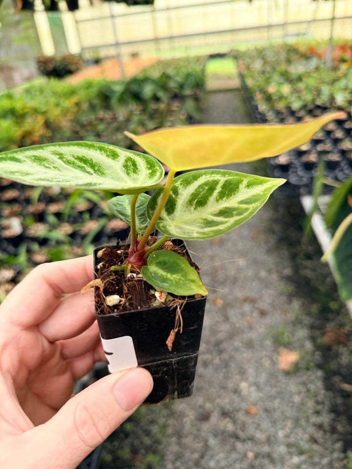 Handpicked 145 - Anthurium Crystallinum Dorayaki Silver Blush | Uprooted