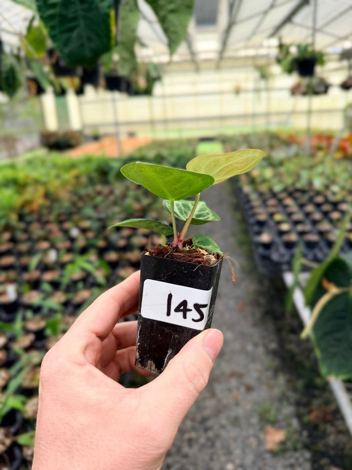 Handpicked 145 - Anthurium Crystallinum Dorayaki Silver Blush | Uprooted