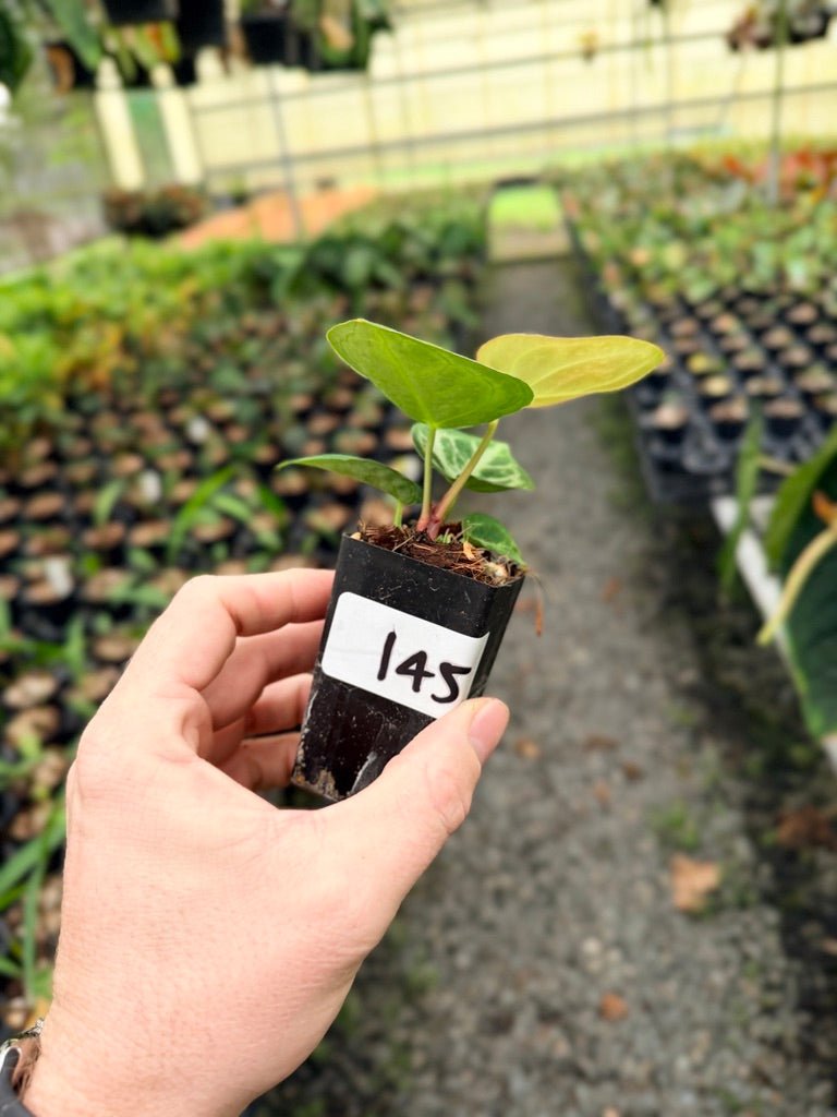 Handpicked 145 - Anthurium Crystallinum Dorayaki Silver Blush | Uprooted