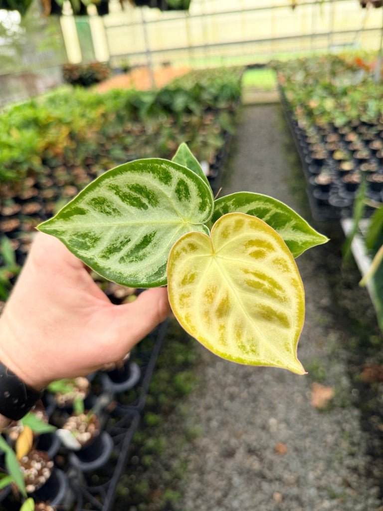 Handpicked 145 - Anthurium Crystallinum Dorayaki Silver Blush | Uprooted