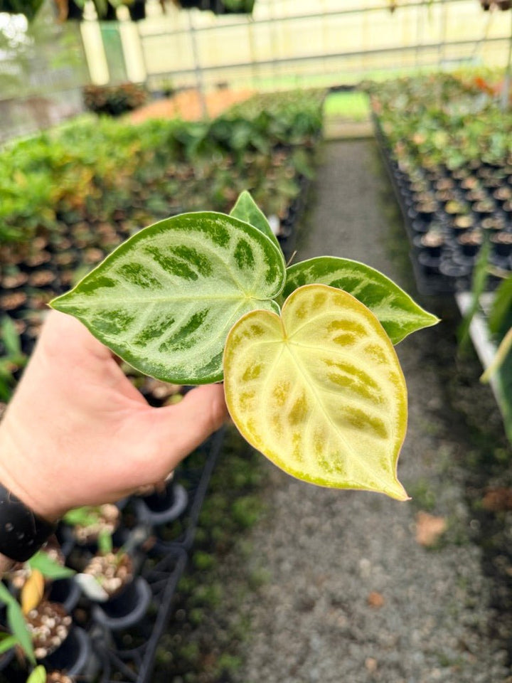 Handpicked 145 - Anthurium Crystallinum Dorayaki Silver Blush | Uprooted