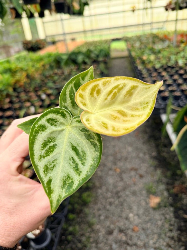 Handpicked 145 - Anthurium Crystallinum Dorayaki Silver Blush | Uprooted