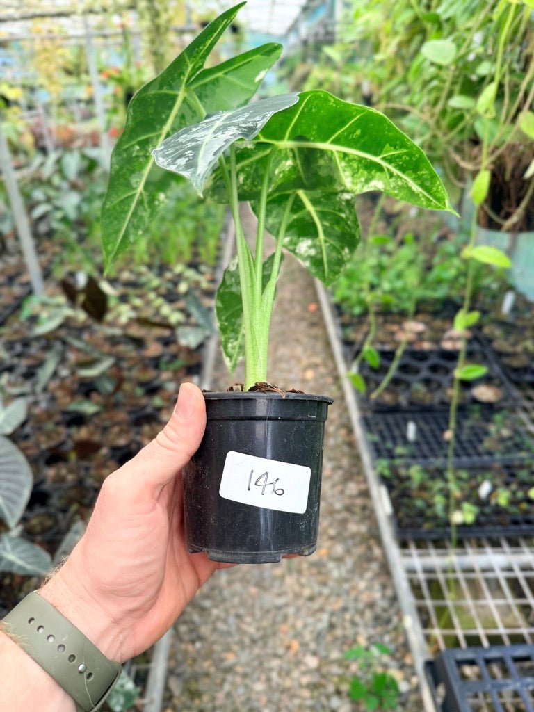 Handpicked 146 - Alocasia Micholitziana Frydek | Uprooted
