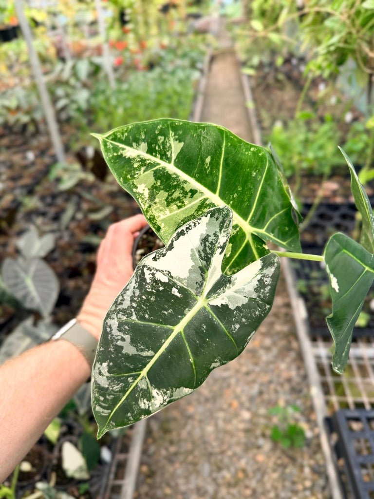 Handpicked 146 - Alocasia Micholitziana Frydek | Uprooted