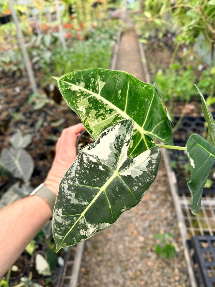 Handpicked 146 - Alocasia Micholitziana Frydek | Uprooted