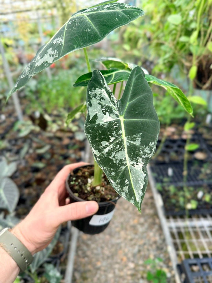 Handpicked 146 - Alocasia Micholitziana Frydek | Uprooted