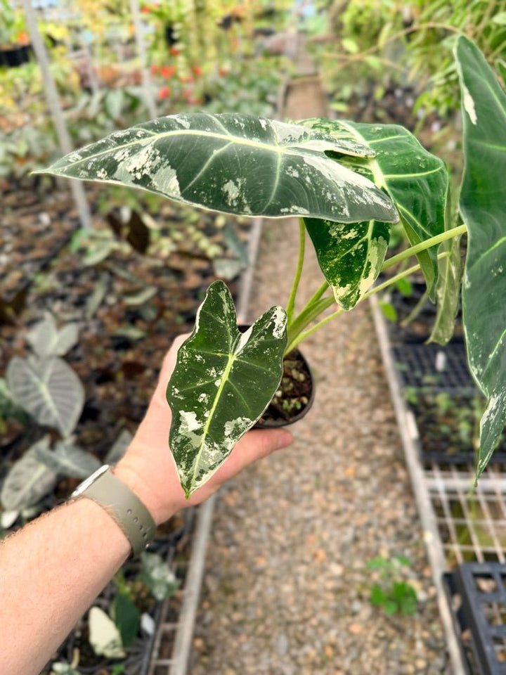 Handpicked 146 - Alocasia Micholitziana Frydek | Uprooted