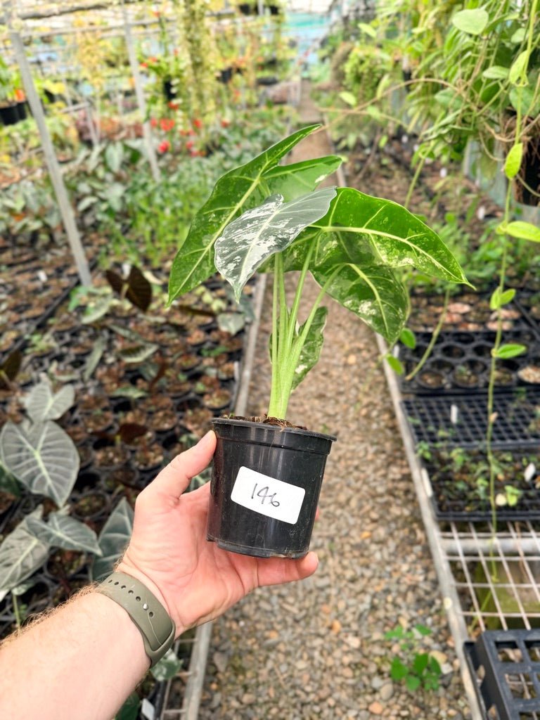 Handpicked 146 - Alocasia Micholitziana Frydek | Uprooted