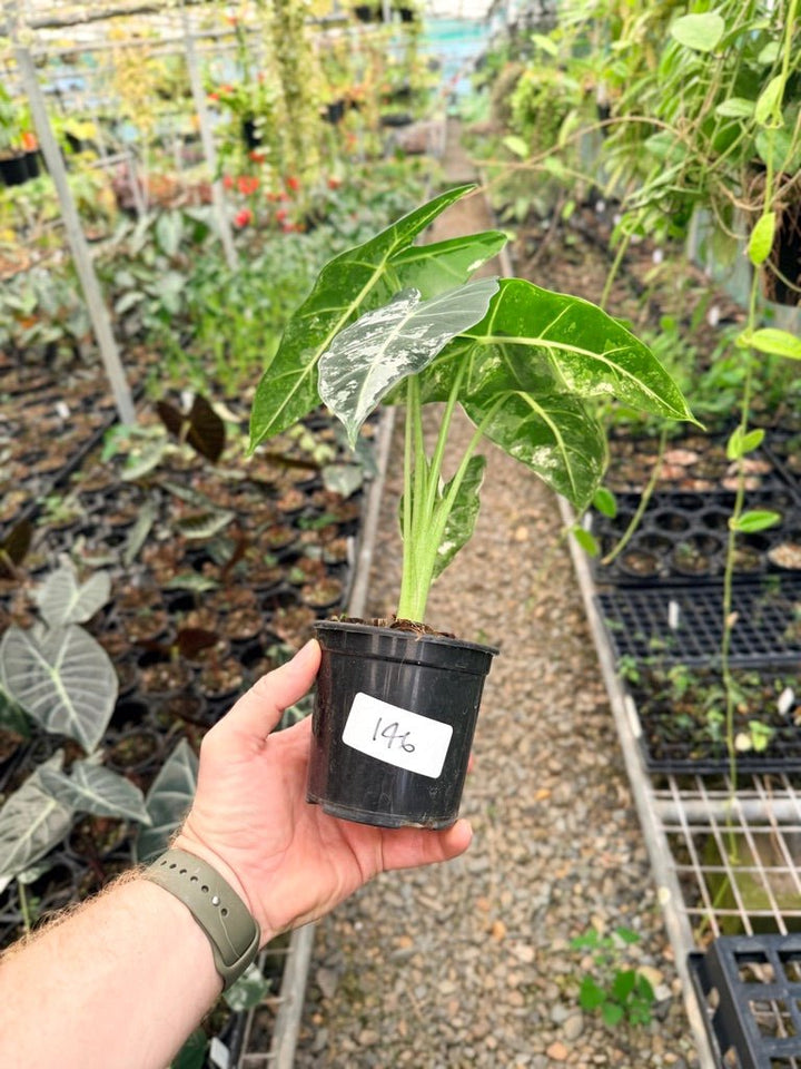 Handpicked 146 - Alocasia Micholitziana Frydek | Uprooted