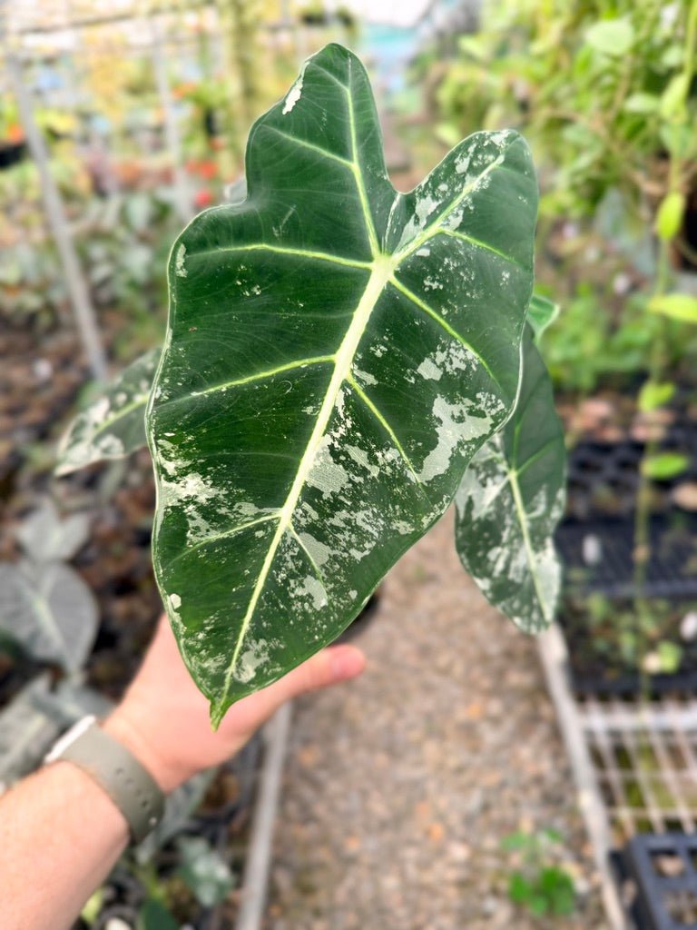 Handpicked 146 - Alocasia Micholitziana Frydek | Uprooted