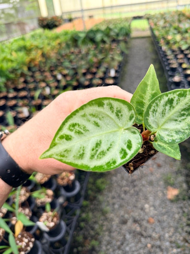 Handpicked 146 - Anthurium Crystallinum Dorayaki Silver Blush | Uprooted